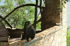 Cercopithecus mitis albogularis