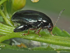 Psylliodes chrysocephala