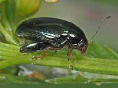 Psylliodes chrysocephala