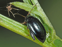 Psylliodes chrysocephala