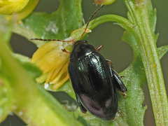 Psylliodes chrysocephala