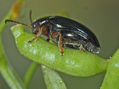 Psylliodes chrysocephala