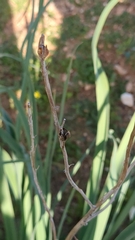 Asphodelus ramosus