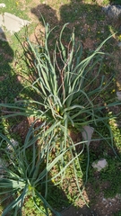 Asphodelus ramosus