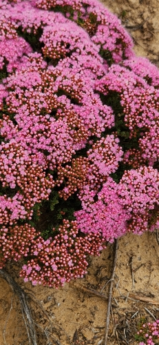 Verticordia brownii, 2023-01-05