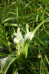 Iris palaestina