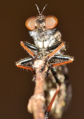 Nicocles politus