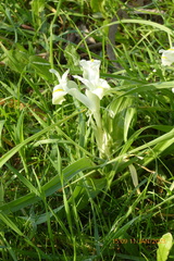 Iris palaestina