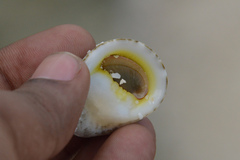 Nerita polita