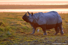 Rhinoceros unicornis