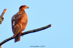 Haliaeetus leucoryphus