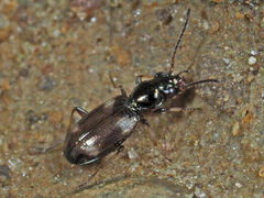 Bembidion quadrimaculatum