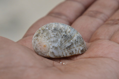 Nerita polita