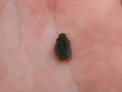 Maladera holosericea
