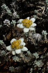 Leucogenes grandiceps