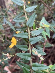 Podolobium aciculiferum