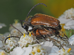 Pseudovadonia livida
