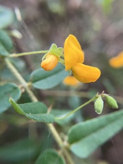 Podolobium aciculiferum