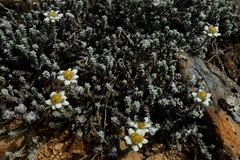 Leucogenes grandiceps