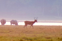 Rhinoceros unicornis