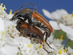 Pseudovadonia livida