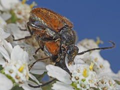Pseudovadonia livida