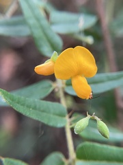 Podolobium aciculiferum