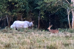 Rhinoceros unicornis