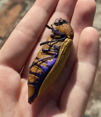 Julodimorpha bakewelli