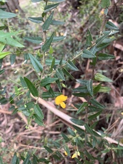 Podolobium aciculiferum