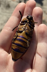 Julodimorpha bakewelli