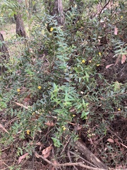 Podolobium aciculiferum