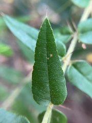 Podolobium aciculiferum