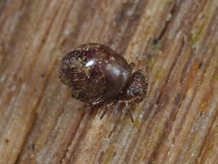 Allacma fusca