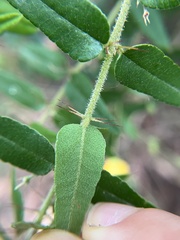 Podolobium aciculiferum