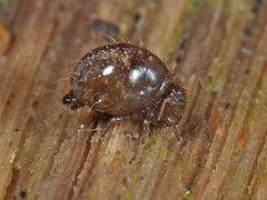 Allacma fusca