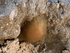 Steatoda paykulliana