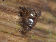 Allacma fusca