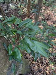 Ardisia quinquegona