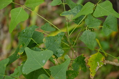 Erythrina vespertilio