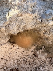 Steatoda paykulliana