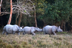 Rhinoceros unicornis