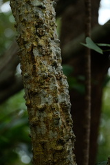 Erythrina vespertilio