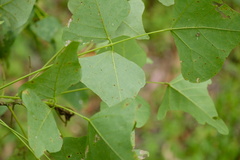 Erythrina vespertilio