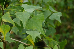 Erythrina vespertilio