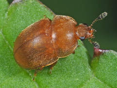 Cychramus luteus
