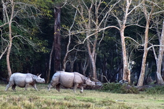 Rhinoceros unicornis