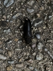 Arhopalus