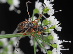 Alosterna tabacicolor