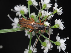 Alosterna tabacicolor